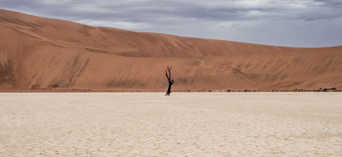 brown tree on dried ground at daytime