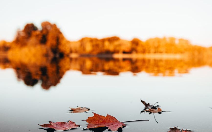 maple leaves on water