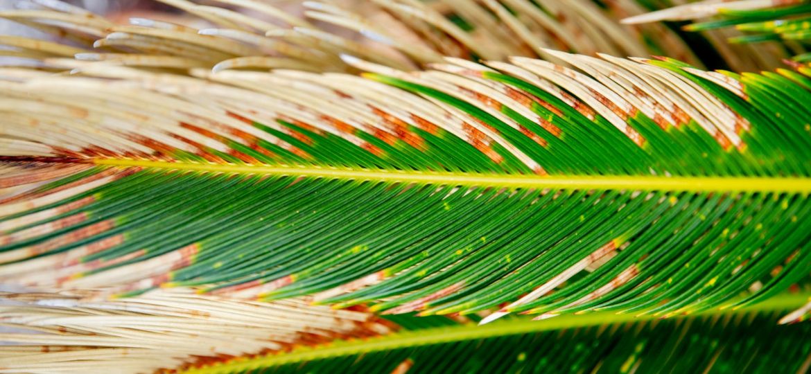 sago palm in close up photography
